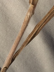 Bromus scoparius