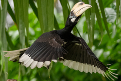 Anthracoceros albirostris