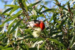 Myzomela sanguinolenta