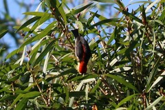 Myzomela sanguinolenta