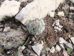 Neolloydia conoidea