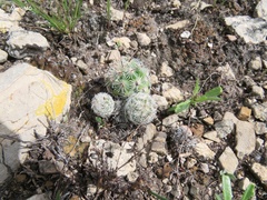 Neolloydia conoidea