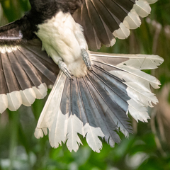 Anthracoceros albirostris