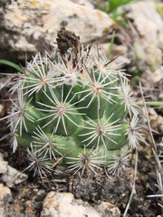Neolloydia conoidea
