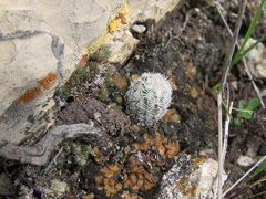Neolloydia conoidea