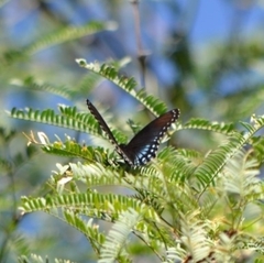 Limenitis arthemis arizonensis