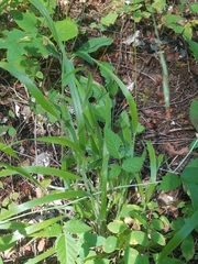 Brachypodium sylvaticum