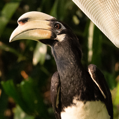 Anthracoceros albirostris