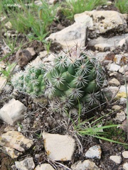 Neolloydia conoidea