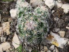 Neolloydia conoidea