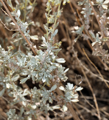 Artemisia bigelovii