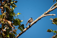 Poecile atricapillus image