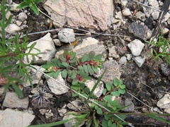 Euphorbia indivisa