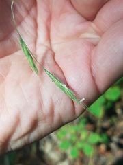 Brachypodium sylvaticum