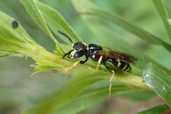 Philanthus lepidus