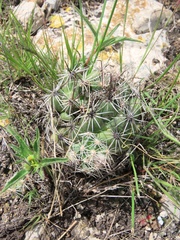 Neolloydia conoidea