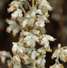 Artemisia bigelovii
