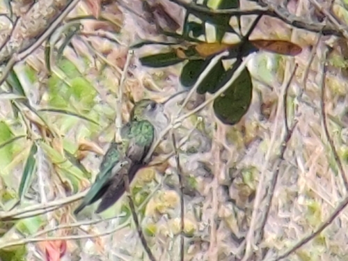 Diamantina Sabrewing (Campylopterus diamantinensis)