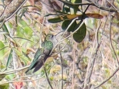 Campylopterus diamantinensis