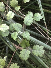 Rubus australis