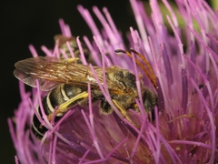Halictus quadricinctus