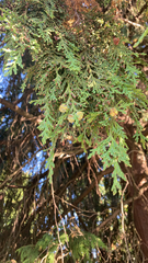 Cupressaceae
