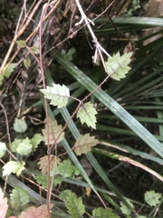 Rubus australis