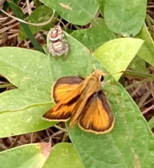 Phidippus arizonensis
