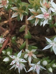 Sedum anglicum