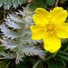 Common Silverweed - Photo (c) Peter, some rights reserved (CC BY-SA)