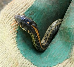 Thamnophis radix
