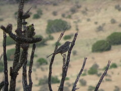 Oreoscoptes montanus