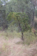 Petalostigma banksii