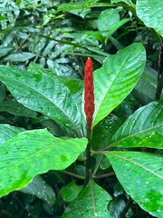 Aphelandra