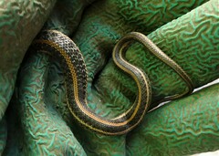 Thamnophis radix
