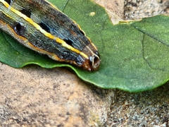 Spodoptera