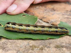 Spodoptera