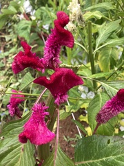 Celosia
