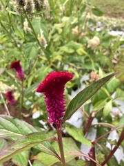 Celosia