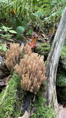 Ramaria stricta