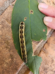 Spodoptera