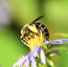 Andrena asteris