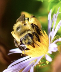 Andrena asteris