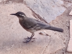 Cinclodes pabsti espinhacensis