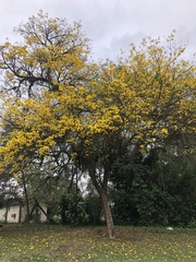 Handroanthus umbellatus