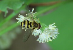 Syrphus knabi
