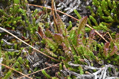 Pedicularis ornithorhynchos