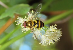 Syrphus knabi