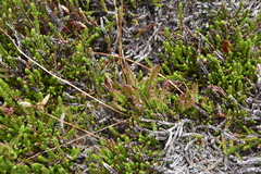 Pedicularis ornithorhynchos
