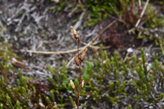 Pedicularis ornithorhynchos